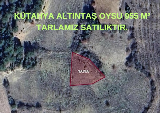 Fotoğraf